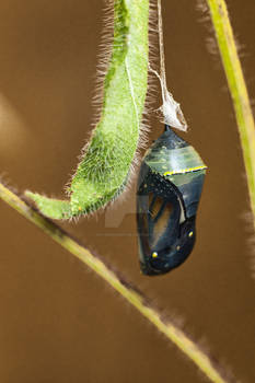 Chrysalis (WAB0270)