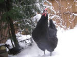 Proud Canadian Cluck. by MagicRat