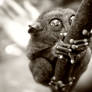 Tarsier4 Sepia