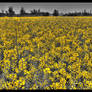 Field Of Yellow
