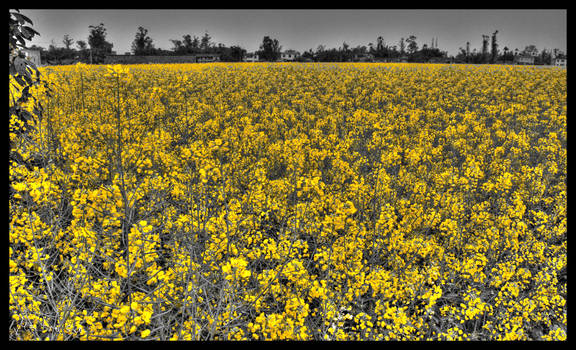 Field Of Yellow
