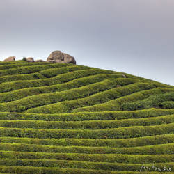 Tea Mountain: Zen