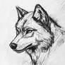 Silent Predator | Wolf Sketch