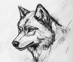 Silent Predator | Wolf Sketch