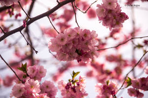 A Cluster of Flowers