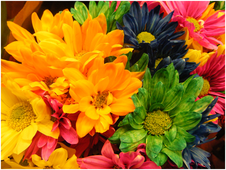 Rainbow Daisies