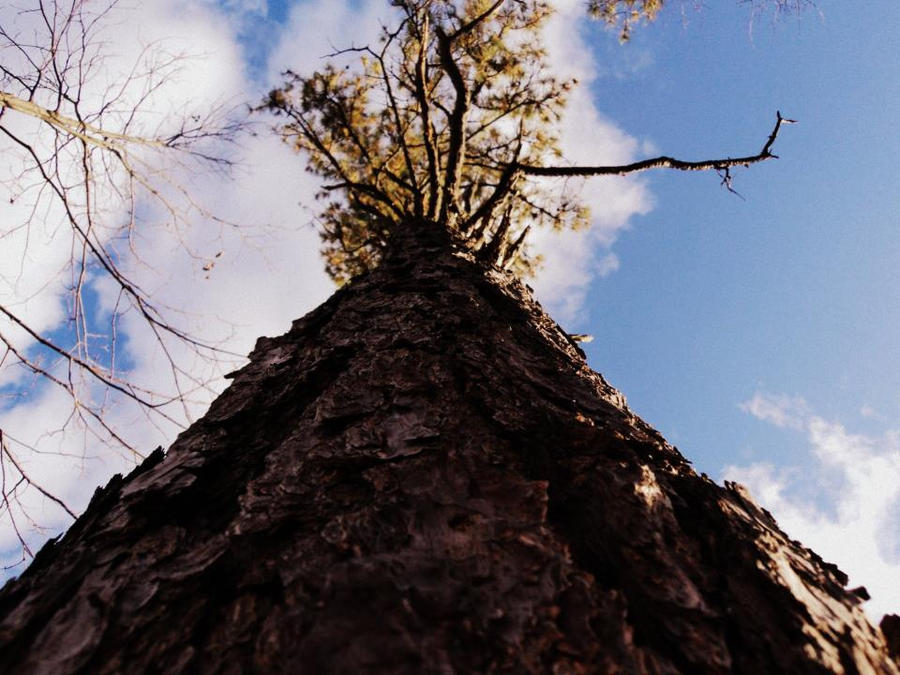 Tree Hi Hi tree by morgan5656 on DeviantArt