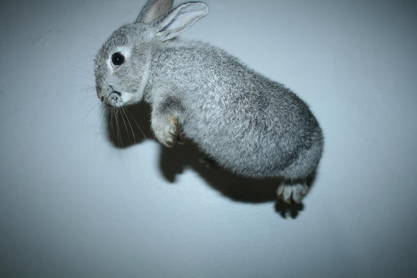 The Flying Rabbit