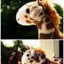 Ginger Giraffe