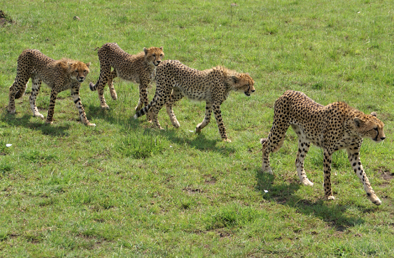 4 Cheetahs walking