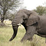 Bull Elephant - Serengeti NP