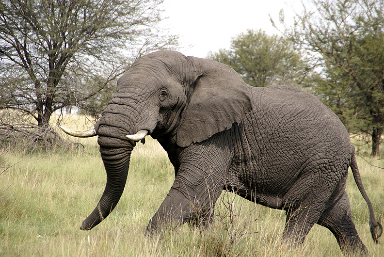 Bull Elephant - Serengeti NP