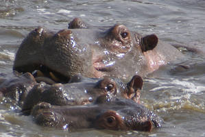 Hippos up-close - Serengeti NP