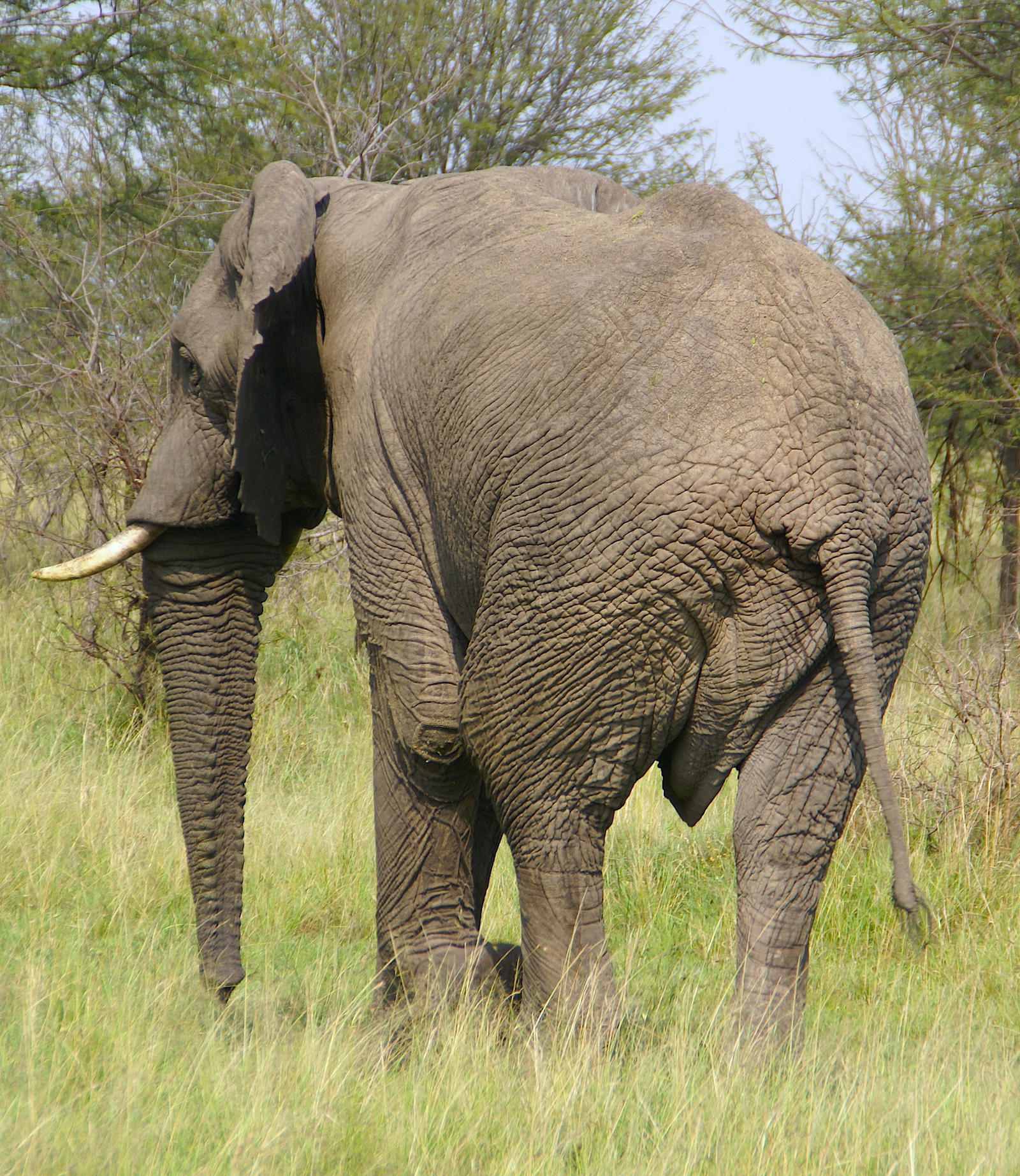 Elephant, rear-end by tanzafari on DeviantArt