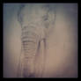 African Elephant Sketch