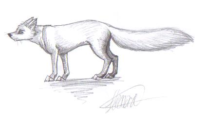 Kori Arctic Fox Sketch By Vulpes Voodoo On Deviantart