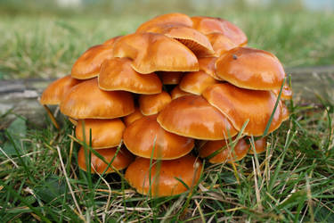 Mushroom pile