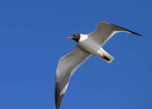 Seagull In Flight