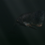 ZooTycoon2:Sperm Whale
