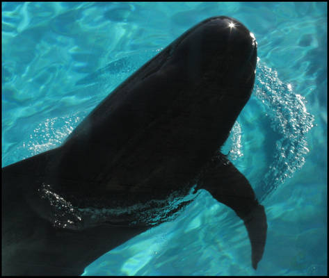 Pilot Whale 0001