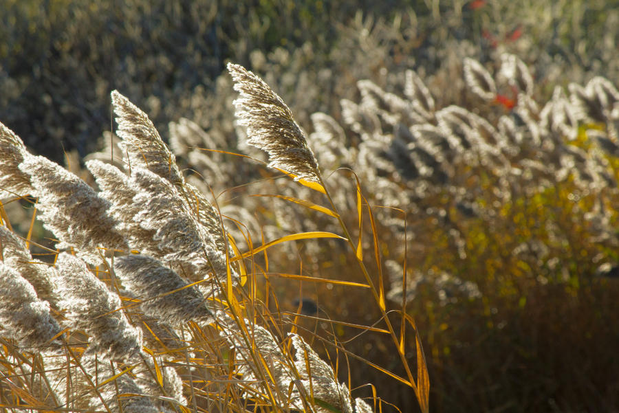 Bulrushes, Toronto, Nov 2012 by jdos on DeviantArt