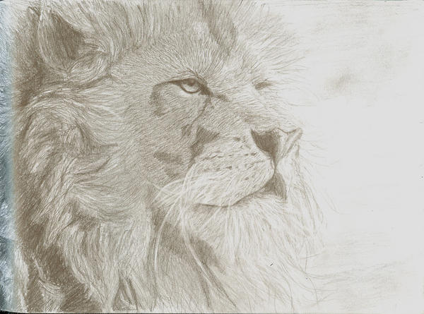 lion