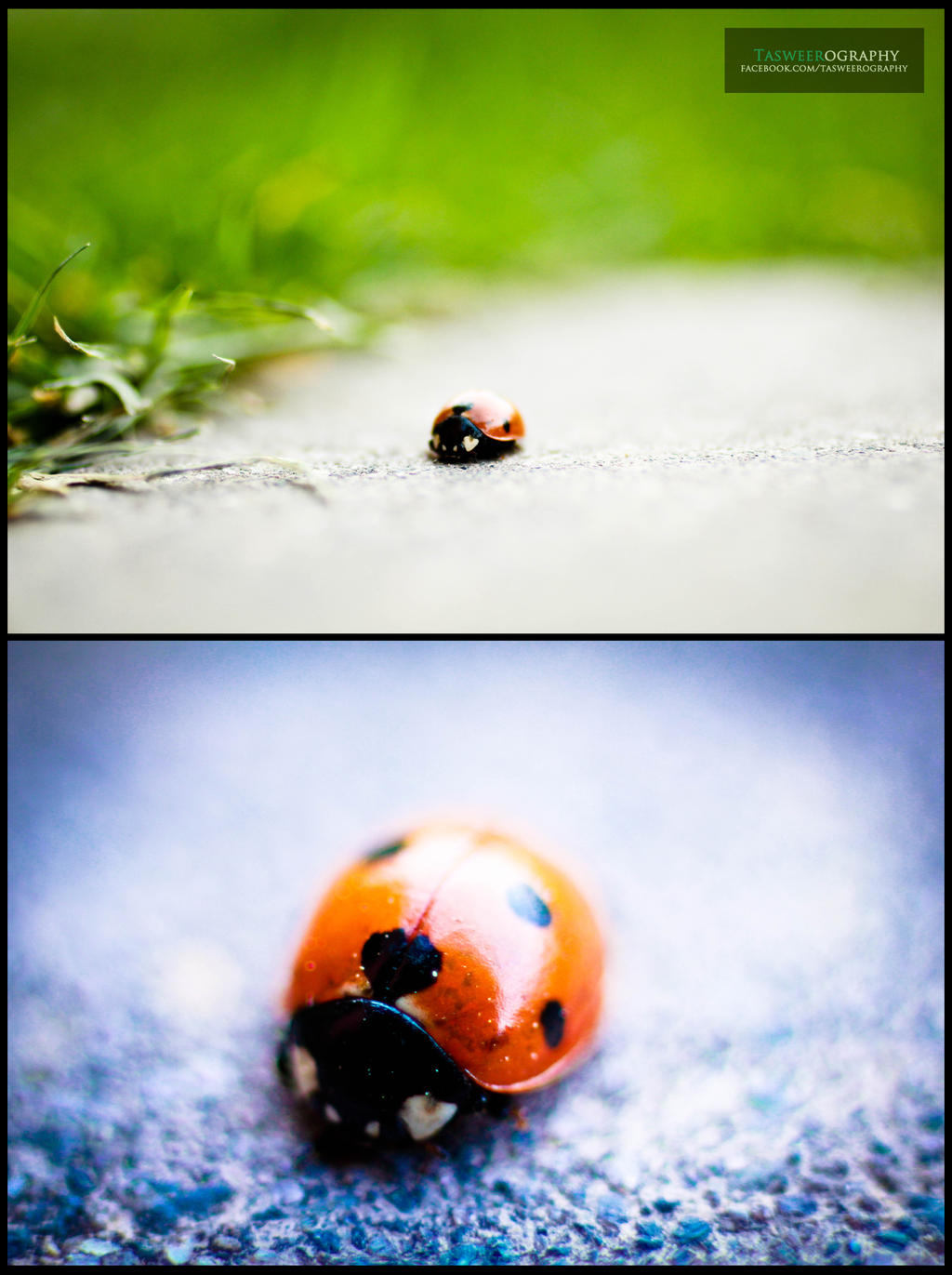 Hearty Ladybird