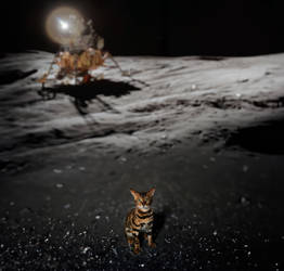 Cat Simon on the moon
