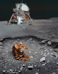 Cat Simon on the moon