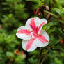White and pink flower