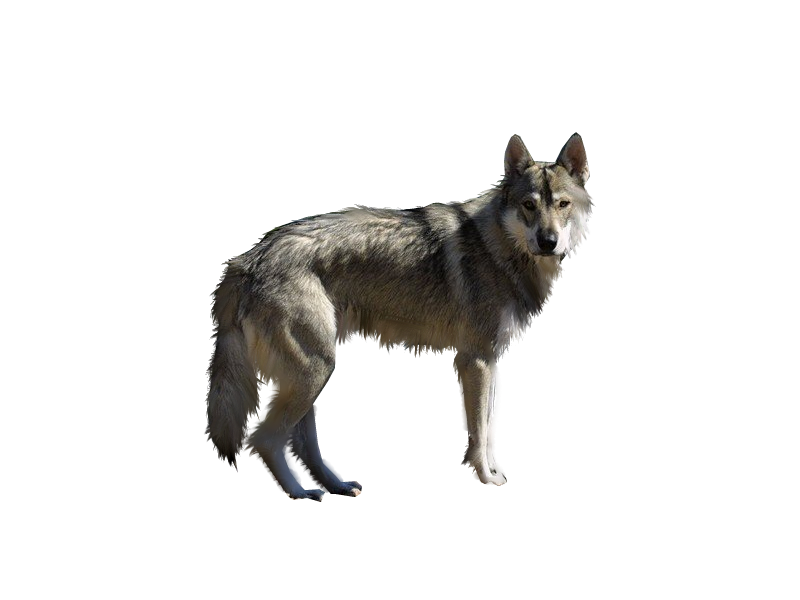 Wolf on a transparent background. by ZOOSTOCK on DeviantArt