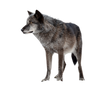 WOLF PNG