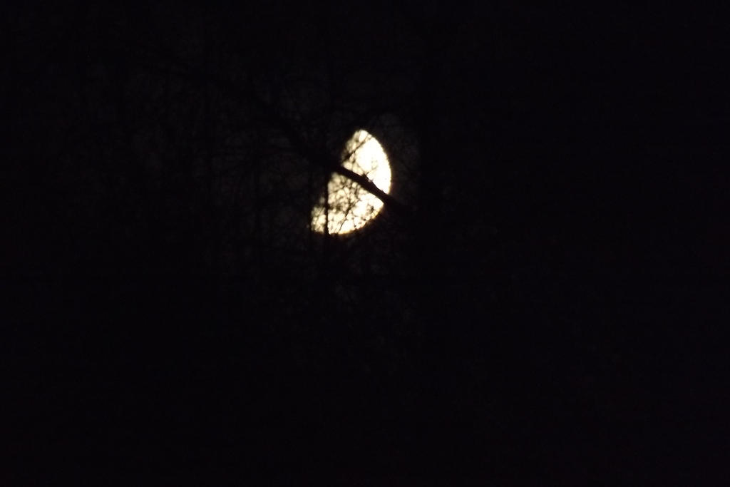 Moon And The Trees