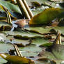 Lilly pads