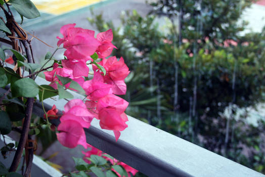 Flowers and Rain