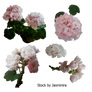 White Flowers Stock Pack