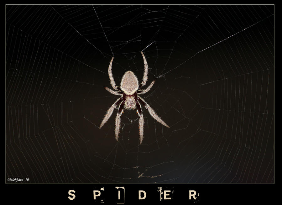 Deviantart Spider Spider 01 by Melekharn on DeviantArt