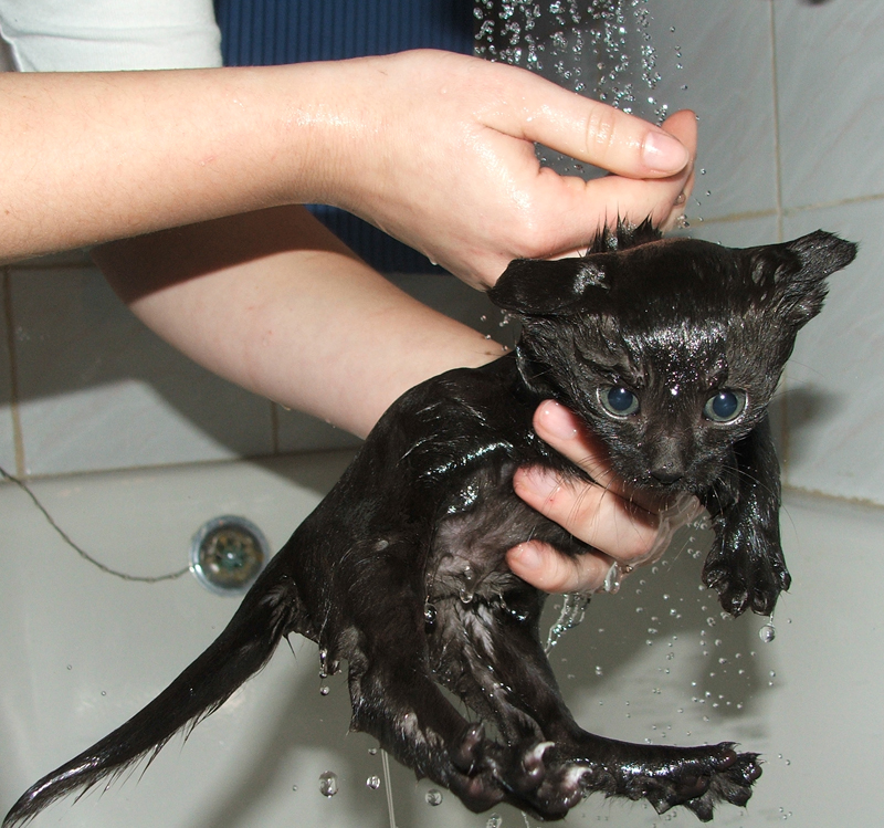 Image result for wet kitten photo