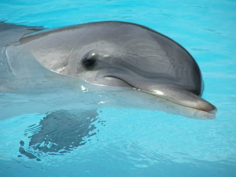 Dolphin