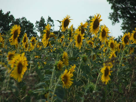 Sunflowers2