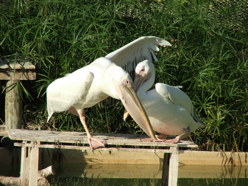 love under the wings