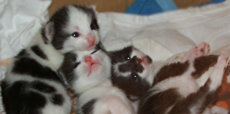 trio kittens