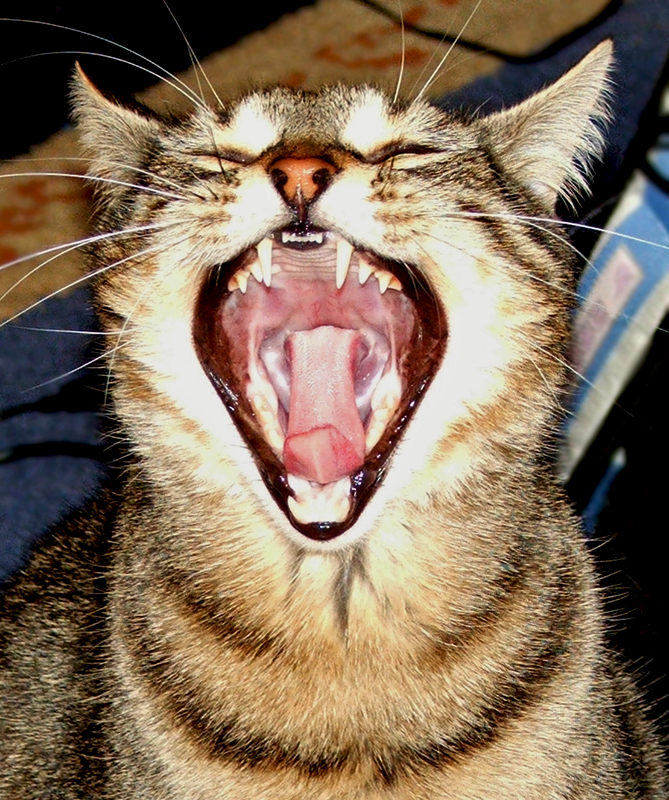 The Yawn