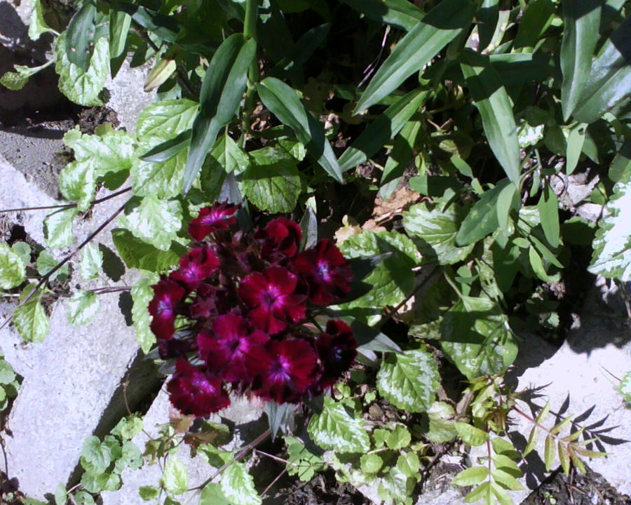 Red carnations