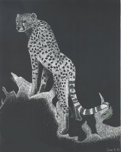 Cheetah