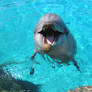 Dolphin saying hello