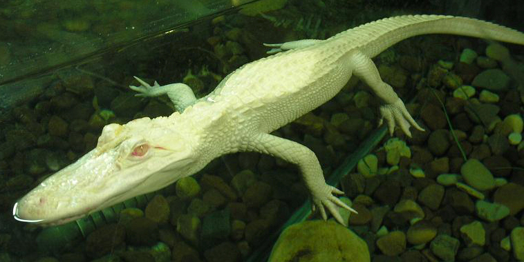 Albino Alligator