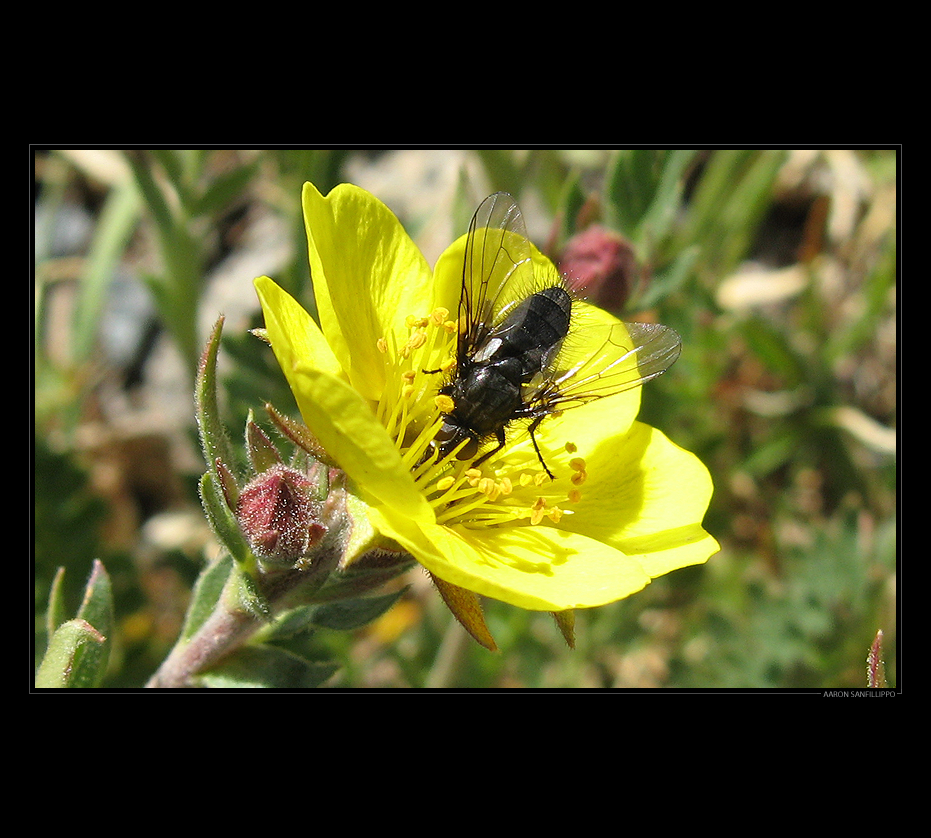 Fly Meets Flower