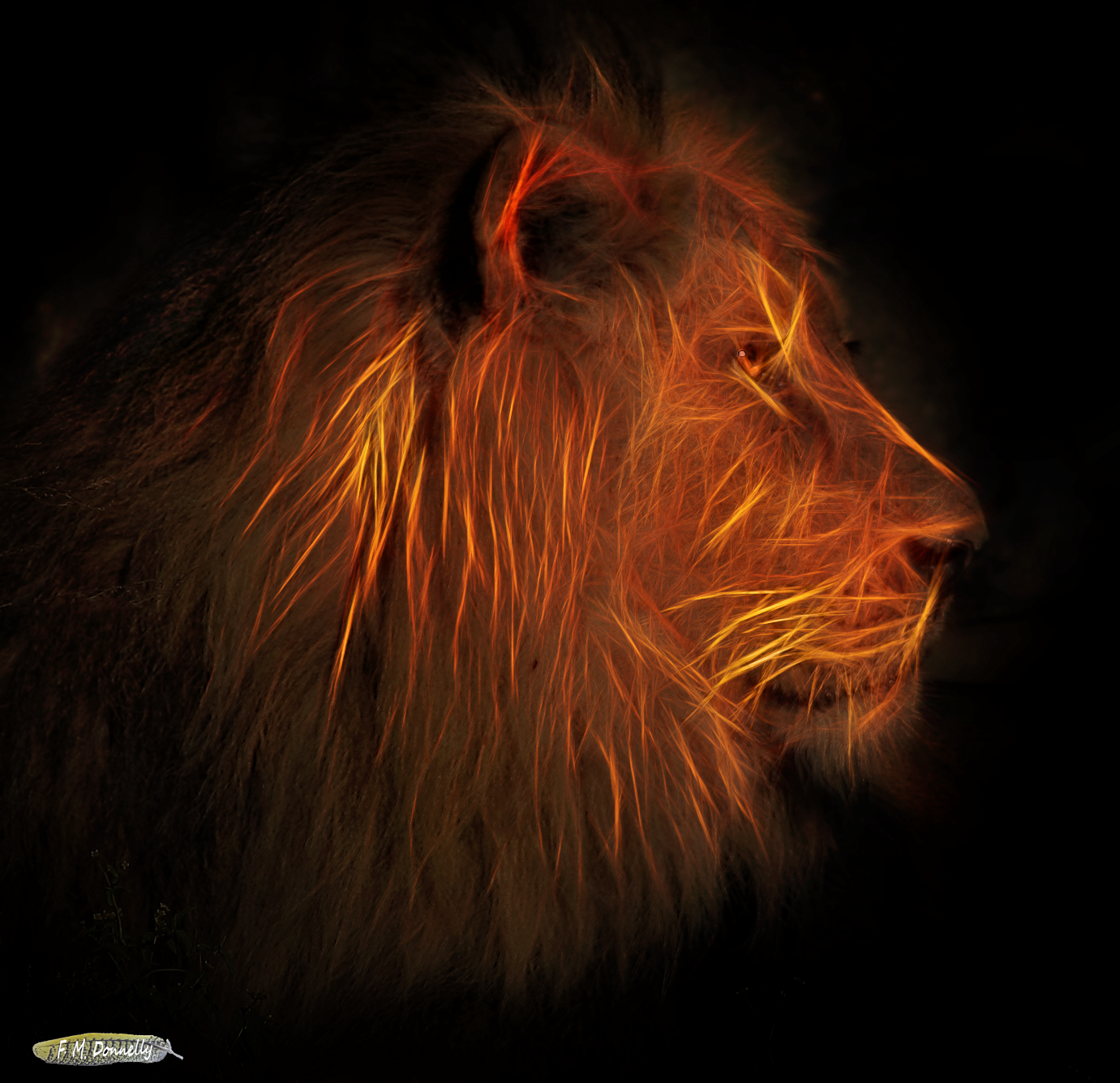 Lion Portrait in Fractalius