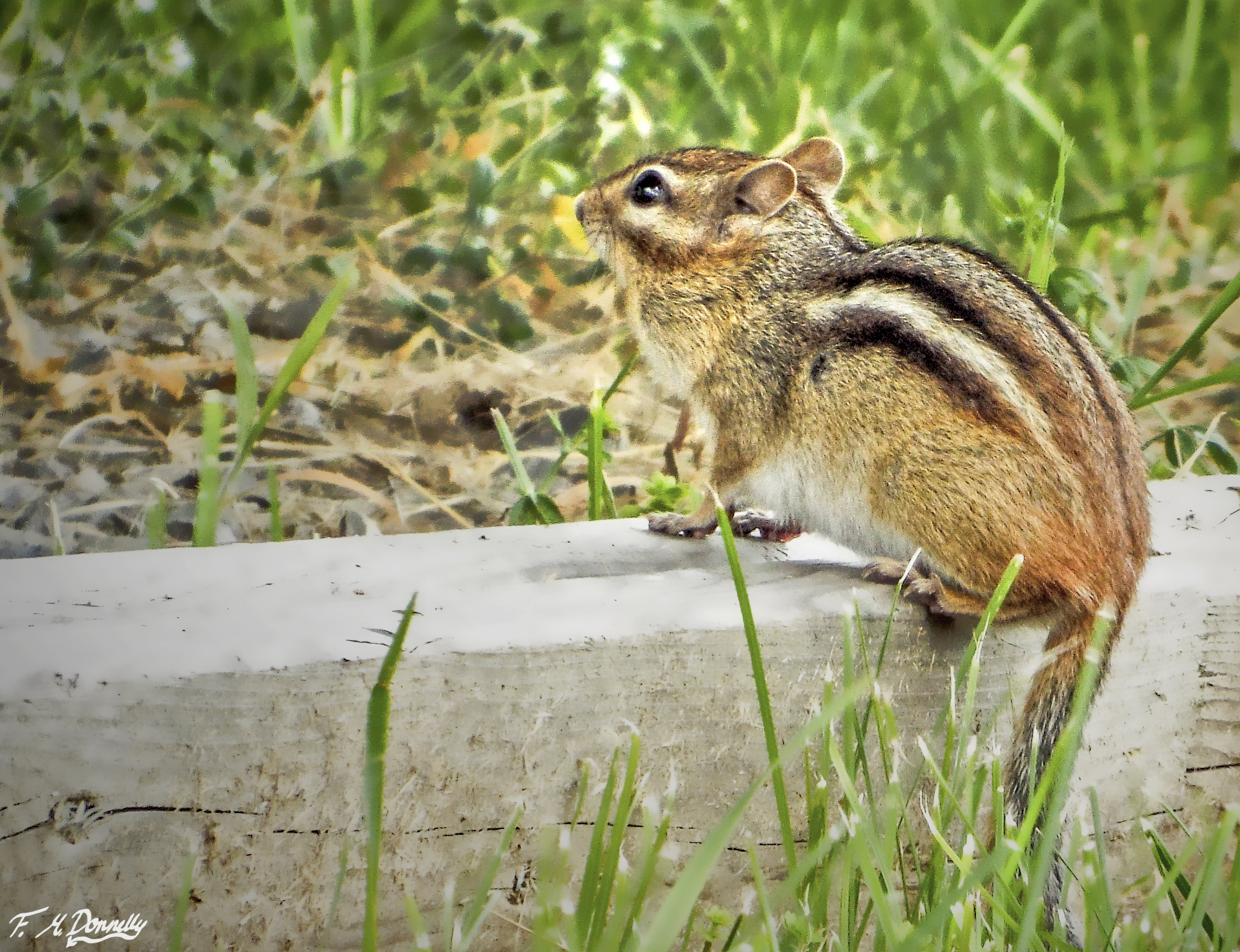 Chipmunk